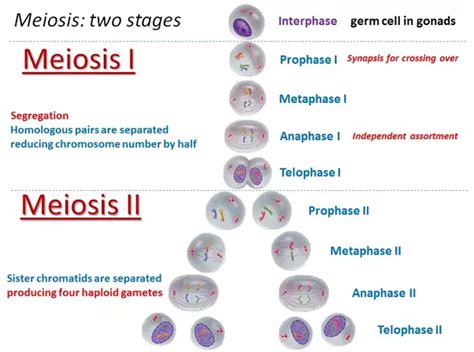 meiosis results in the production of|11.1 The Process of Meiosis .
